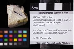 Foto (Objket + Etiketten) von Culmenformosa glaessneri (Robins et al., 2013) 